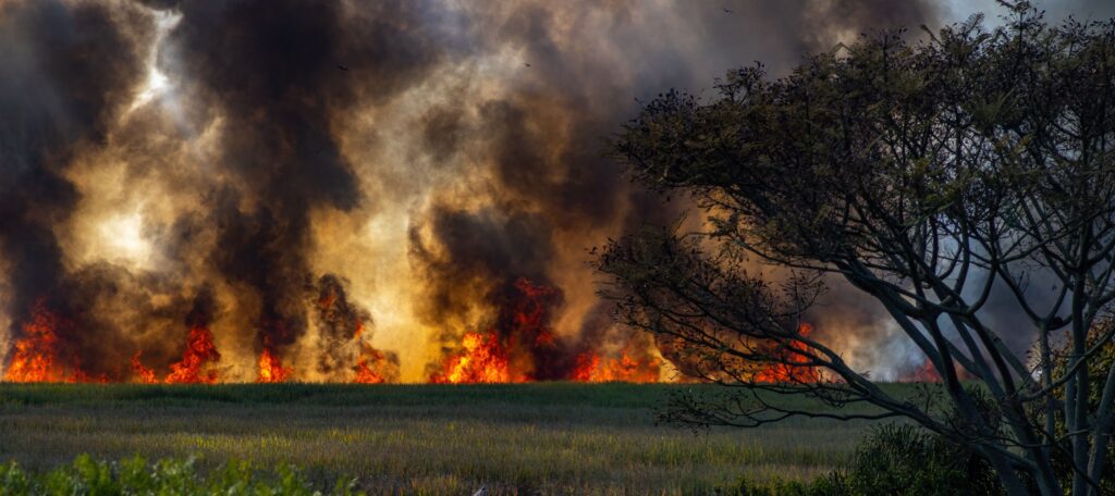 Picture of wildfires